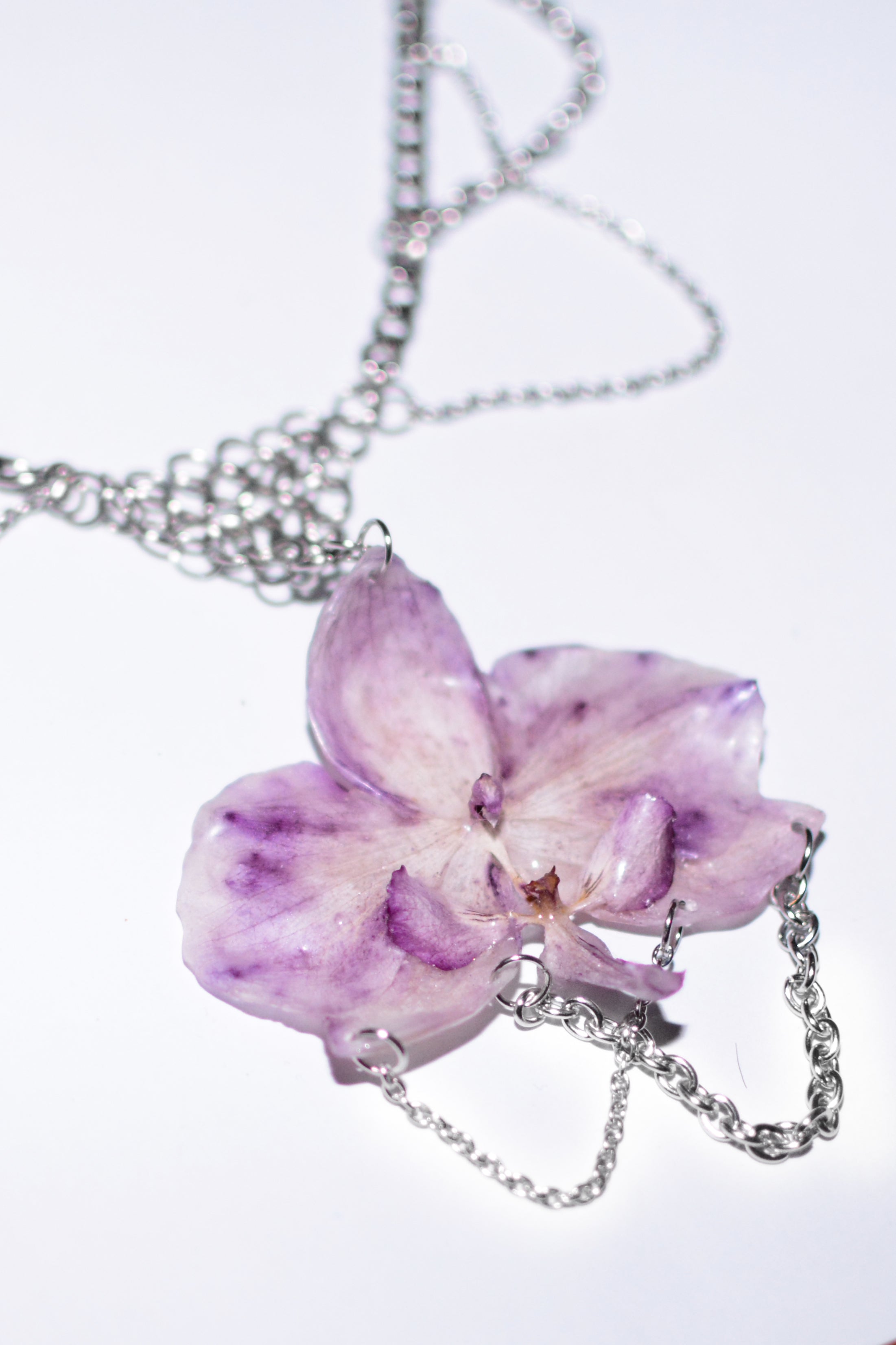 Orchids